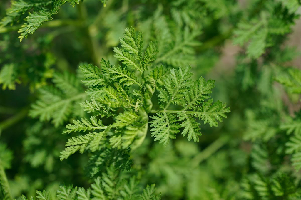 Artemisia annua: старо лечение за малария – ново лечение за рак