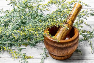 Artemisia annua: старо лечение за малария – ново лечение за рак